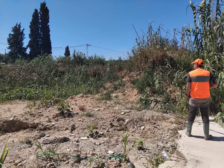 أضرت بمحاصيل زراعية.. القضاء على 11 خنزيرا باكودة